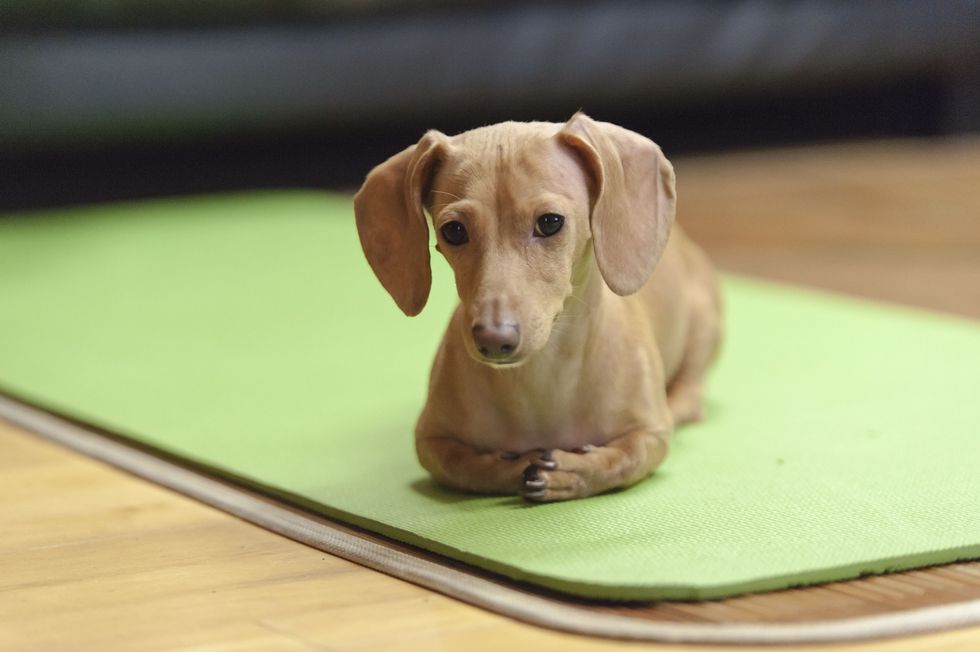 11 Reasons Dachshunds Are The Best