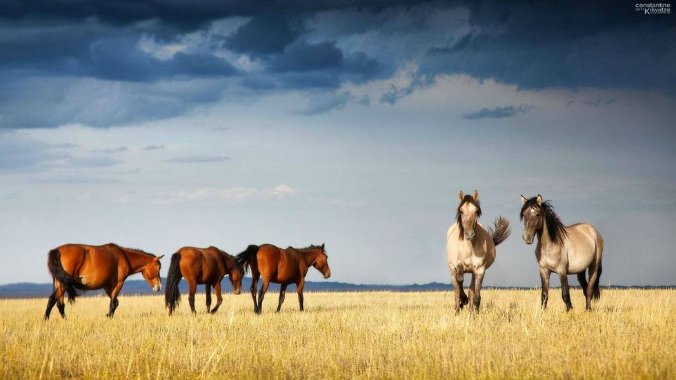 10 Reasons Why You Should Ride Horses
