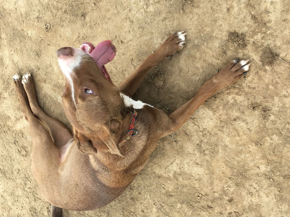 Six Months Into Puppy Motherhood And I Wouldn't Change Anything