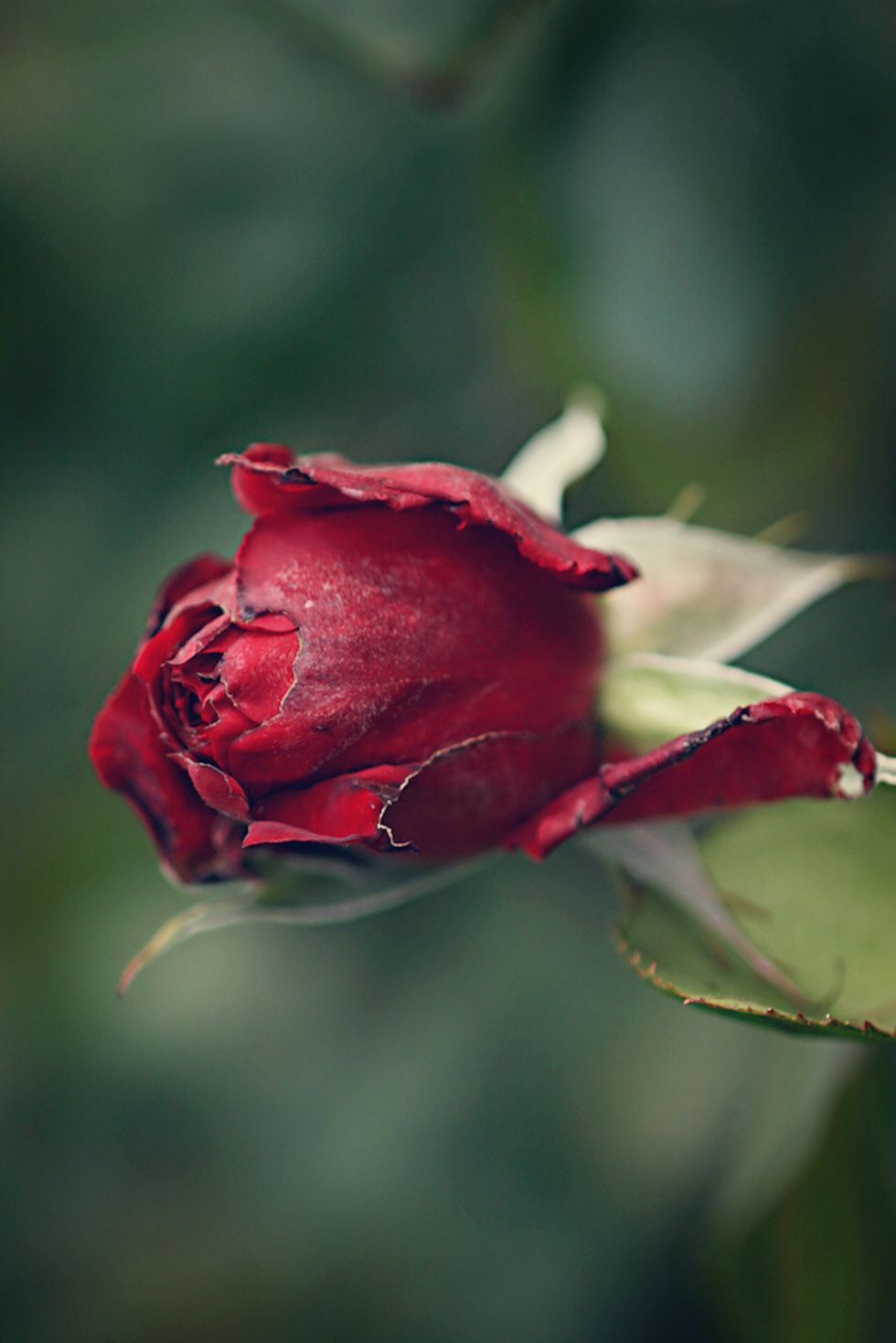 Poetry on Odyssey: A Bleeding Rose