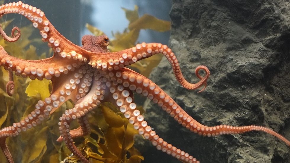 7 Ways Depression Is An Octopus