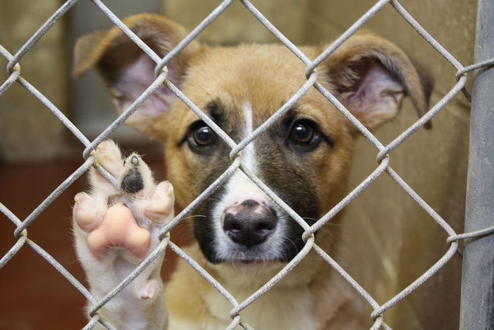Why You Should Save A Shelter Dog