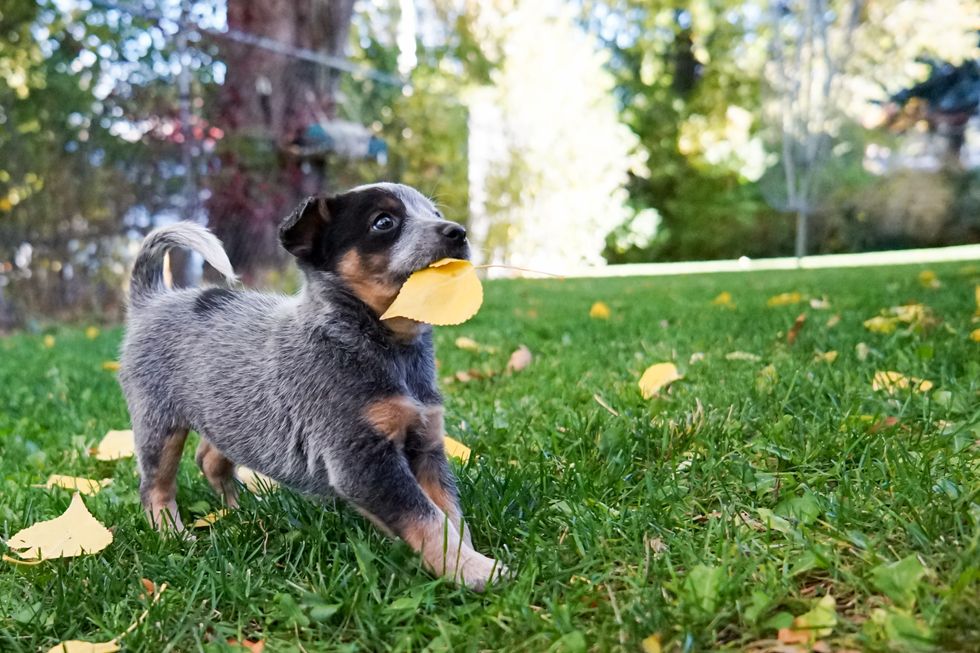 8 Puppy Gifs That Make You Go "Awww"