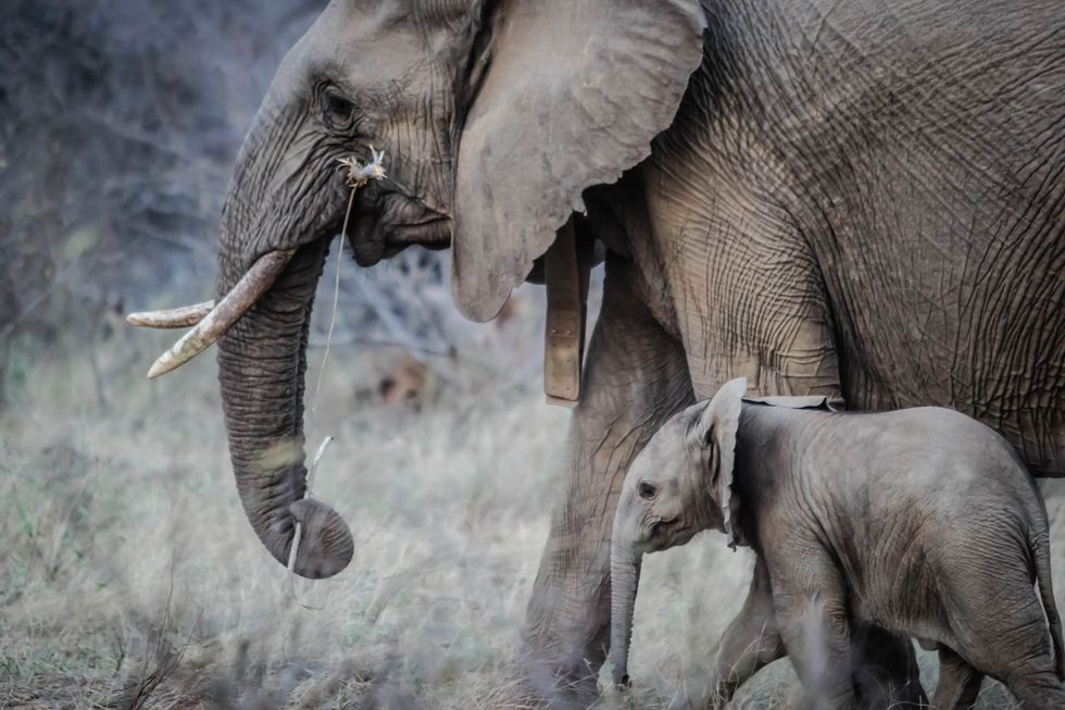 4 Reasons Why You Should Be Kind To Elephants