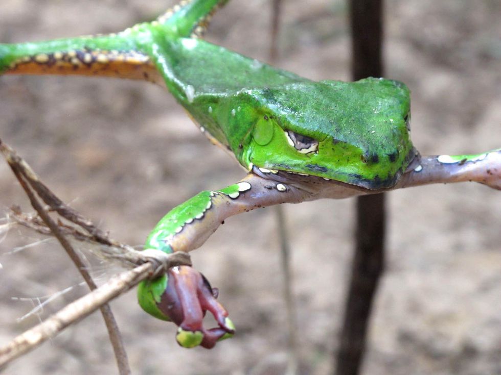 Everything You Don't Need To Know About Hallucinogenic Tree Frogs