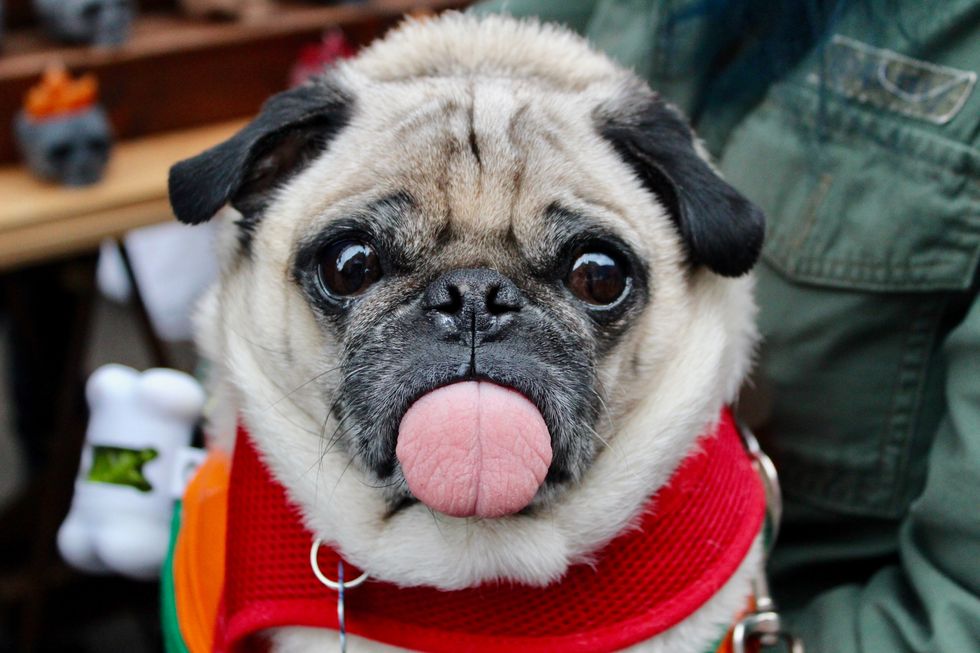 The First Thing That You Need After Break Is An Article About Pugs