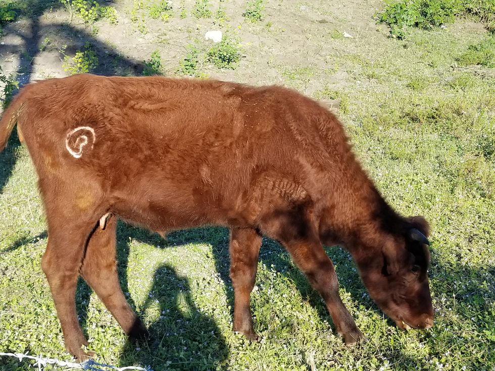 The Rude Awakening Of The Newly Awakened Vegan