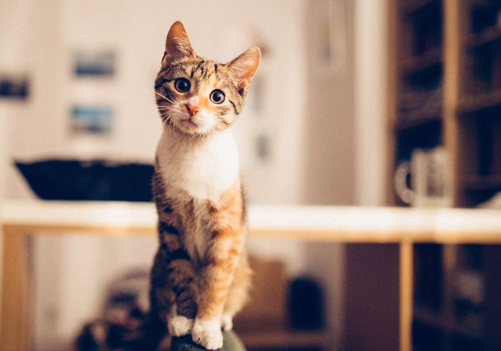 20 Names That'll Be A Perfect Fir For Your Feline Family Member