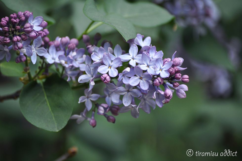 Poetry On Odyssey: Withering Lilacs