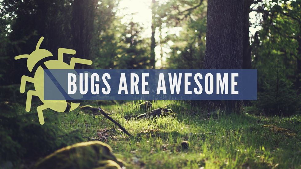 Bugs Are Awesome