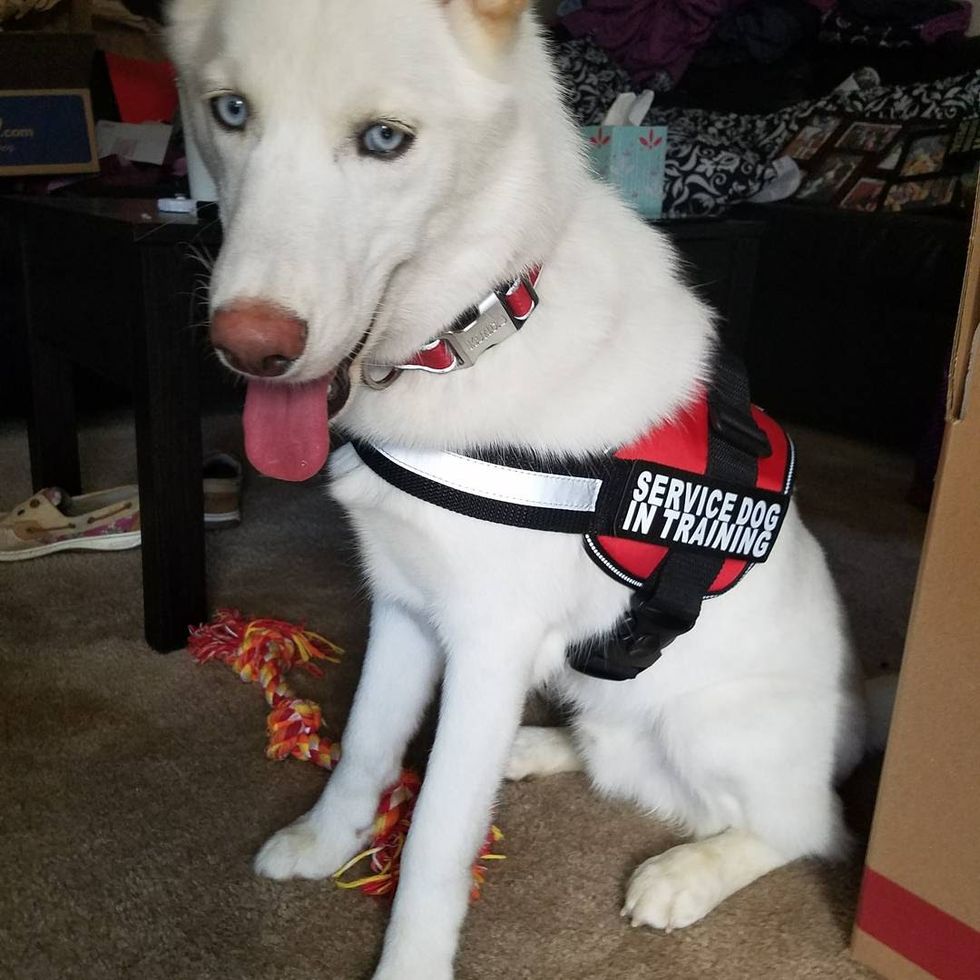 What I Wish I Could Tell You About My Service Dog