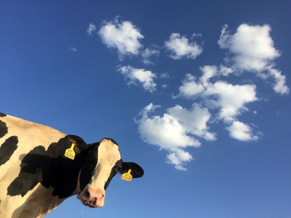 5 Cow GIFs that Will Brighten Your Day