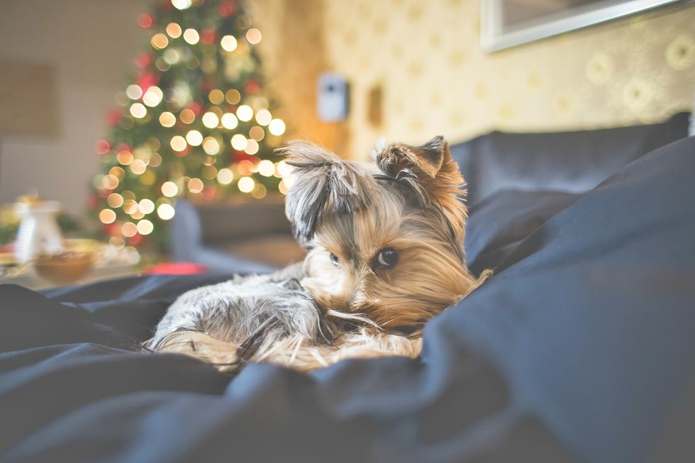 7 Reasons Why Christmas Break Is The Most Wonderful Time Of Year