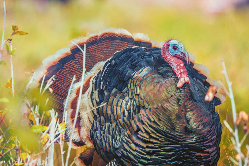A Letter To The Victims Of The Turkey Drop