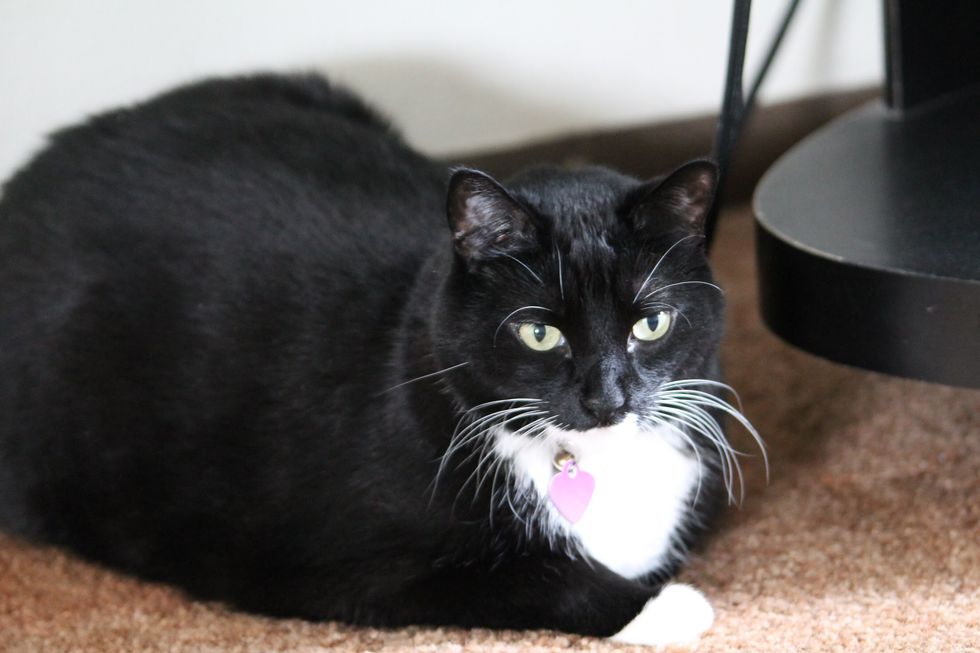 To The Incredible Pet I had to Put Down