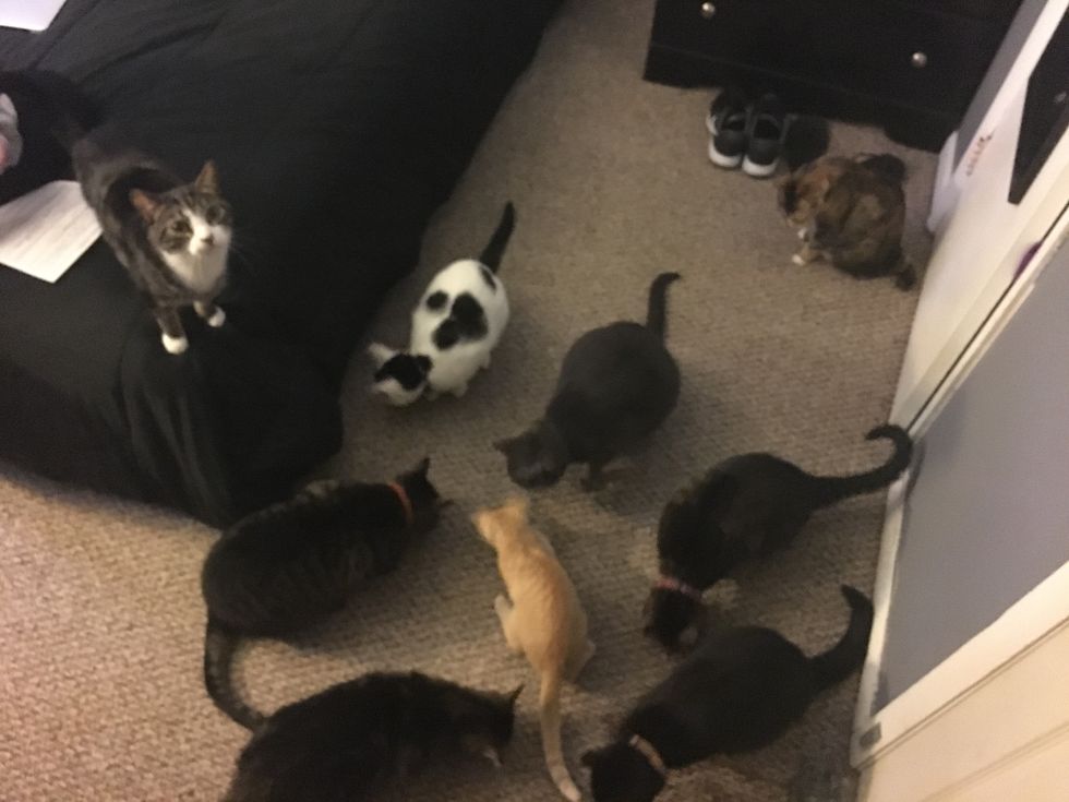 A Day In My Life With 9 Cats