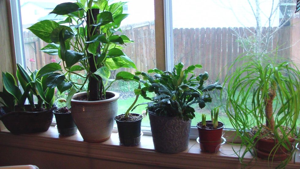 The 10 Best Plants For Your Dorm Room