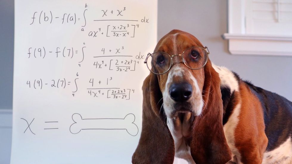 18 Dogs Of Instagram That Make The Hell Of Finals Week Cute, Somehow