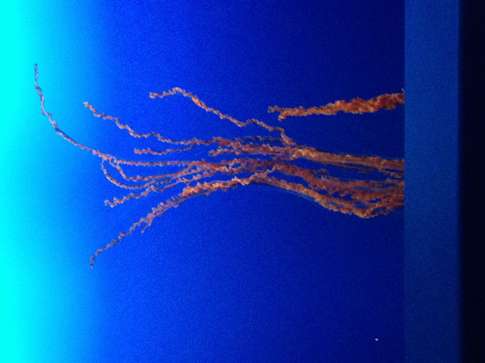 On Baby Sea Bass And The Self