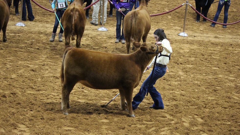 6 Lessons I Learned Because I Was In The Show Ring
