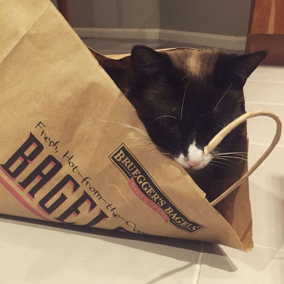 A Goodbye To My Four Legged Best Friend