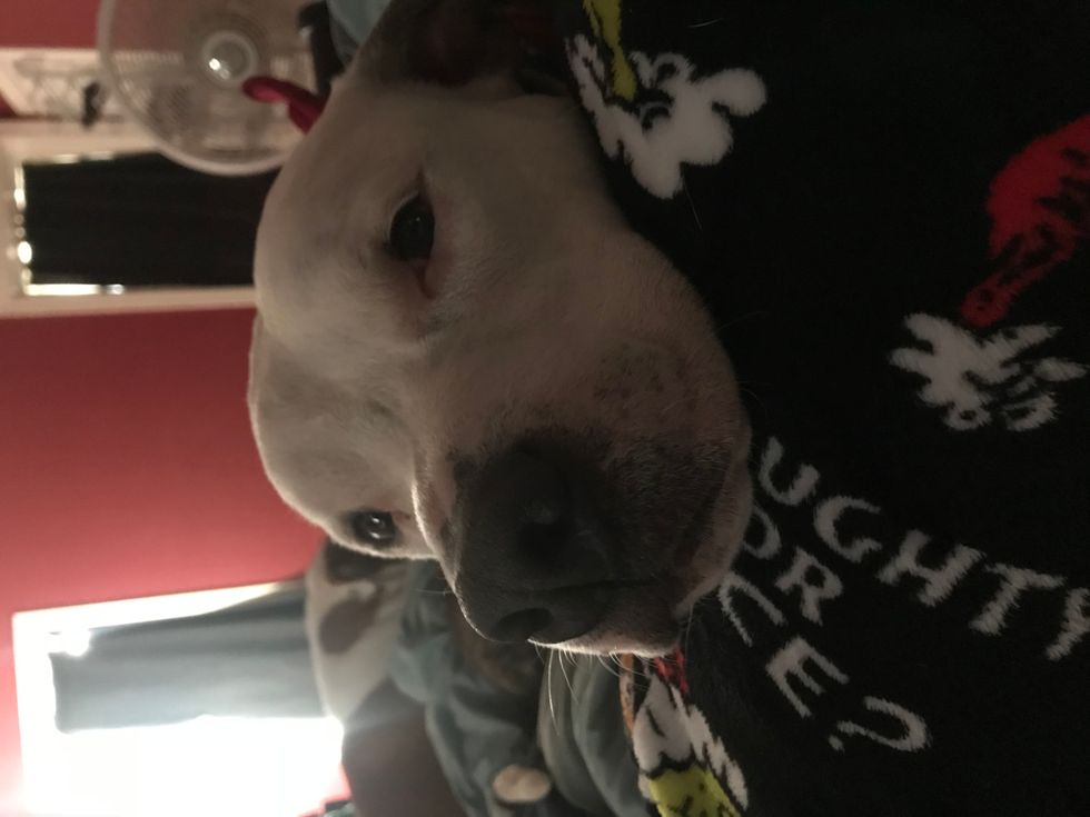 10 Reasons Being A Fur Mom Is The Best