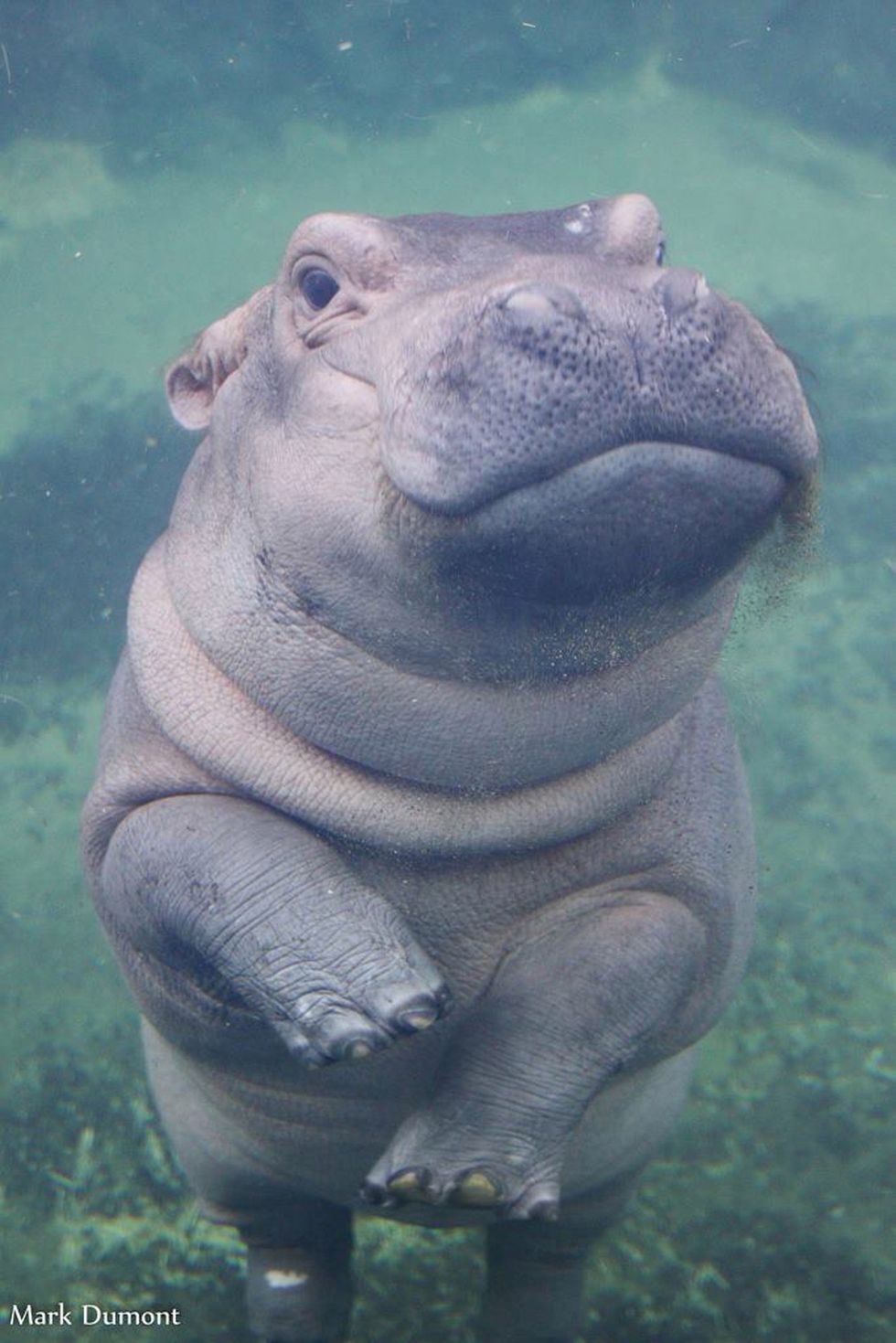 Introducing Our Newest Celebrity, Fiona The Hippo