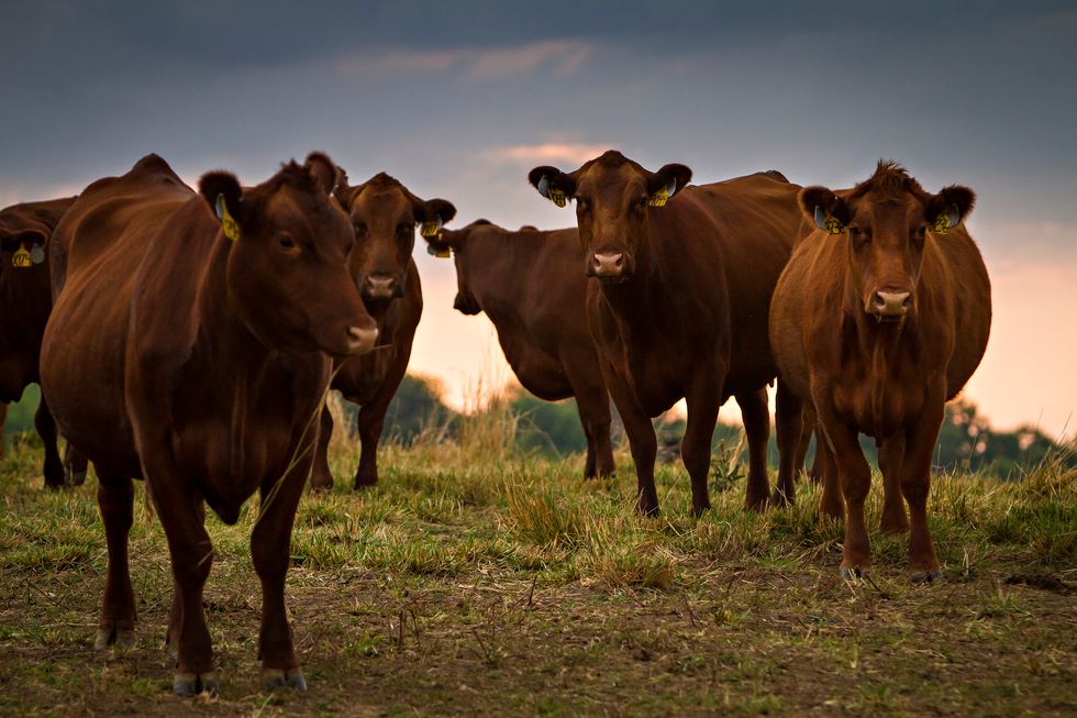 Animal Agriculture Is The Leading Cause of Climate Change