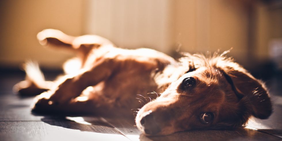 5 Dramatic Holiday Feelings Only Dachshund's Can Describe
