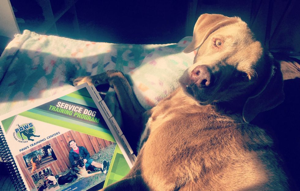 I Have Celiac Disease And I'm Getting A Gluten Detection Service Dog