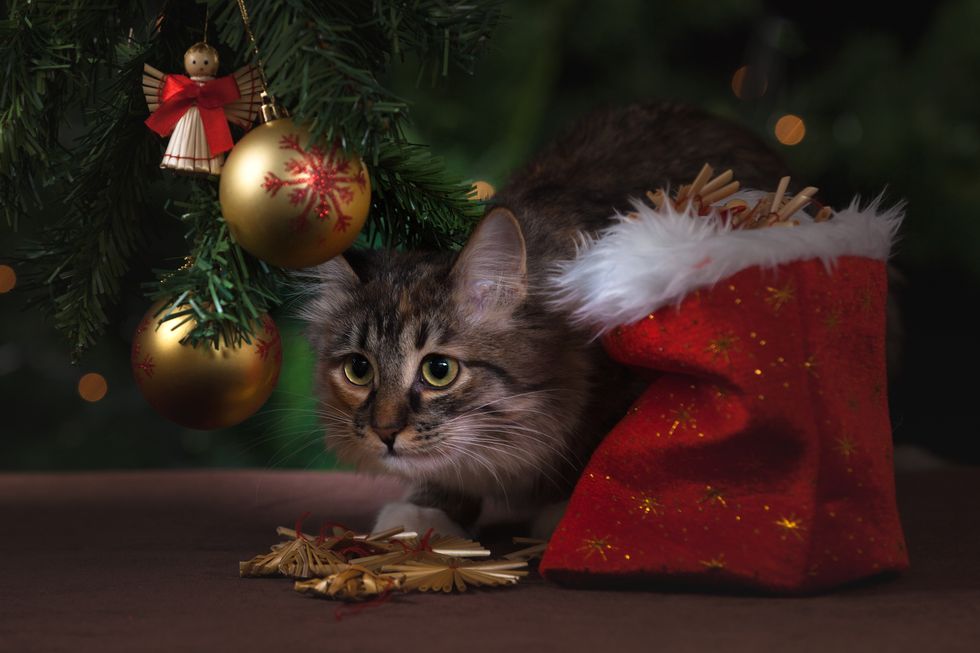 11 Thoughts Your Pets Have During The Christmas Season