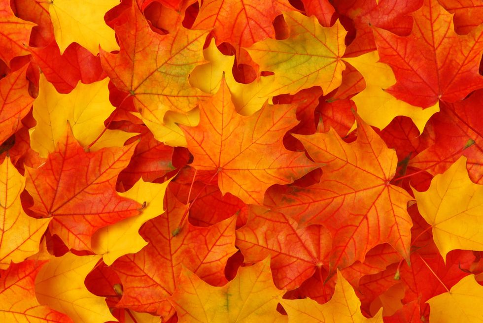 Fall: A Haiku