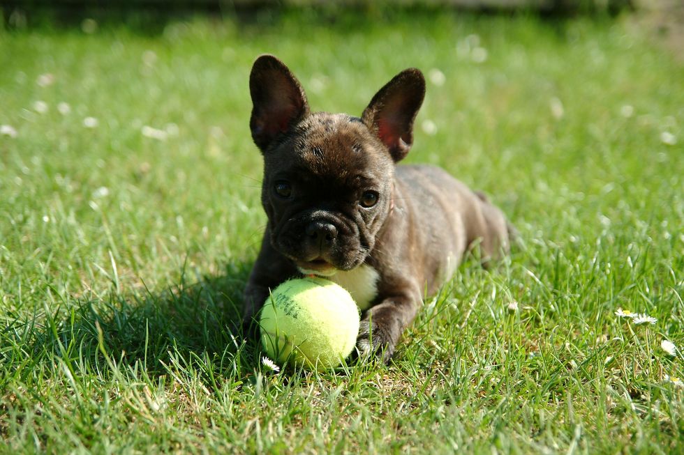 10 French Bulldogs To Follow On Instagram To Brighten Your Day