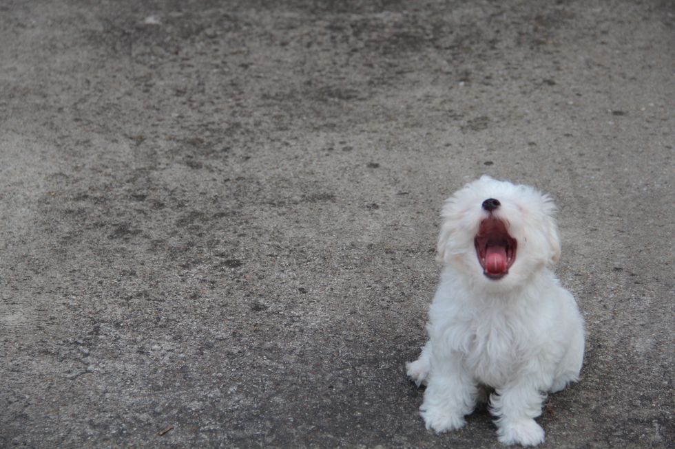 17 Reasons My Dog Is Better Than Everyone And Everything