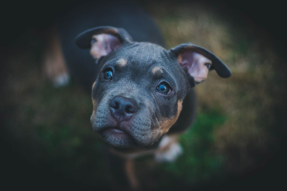 10 Cutest Puppy Photos