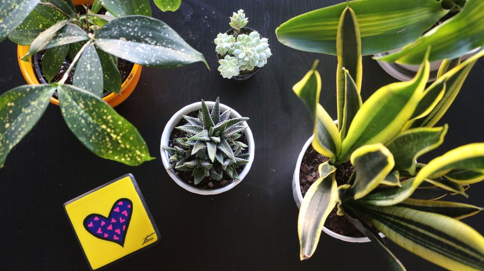 5 Reasons To Convince Yourself To Have Houseplants In Your Life