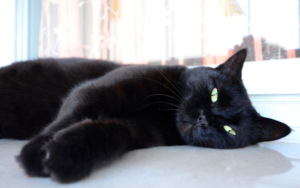 18 Steps To A Purrfect Day As Told By The Cat
