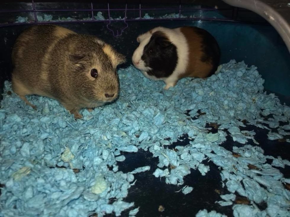 When Your Animal Crosses Over the Rainbow Bridge