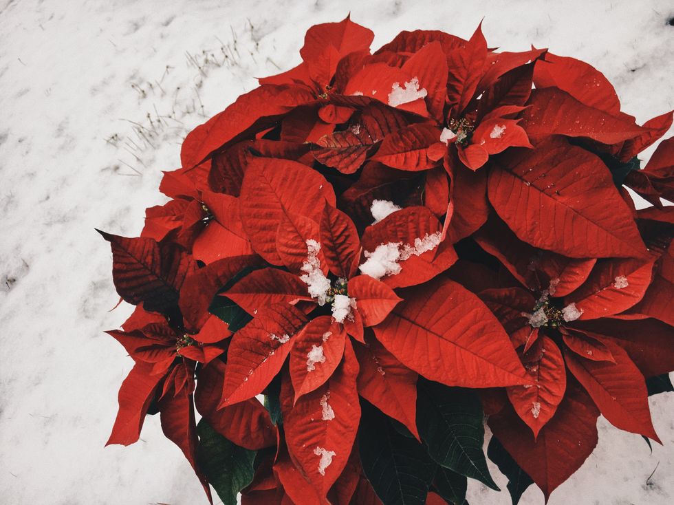 Photojournalism: Natural Festive Splendor Of Atlanta's Christmas