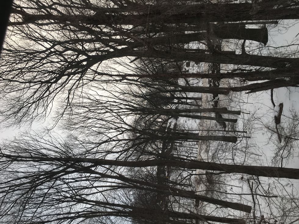 The Quiet Beauty of Snow