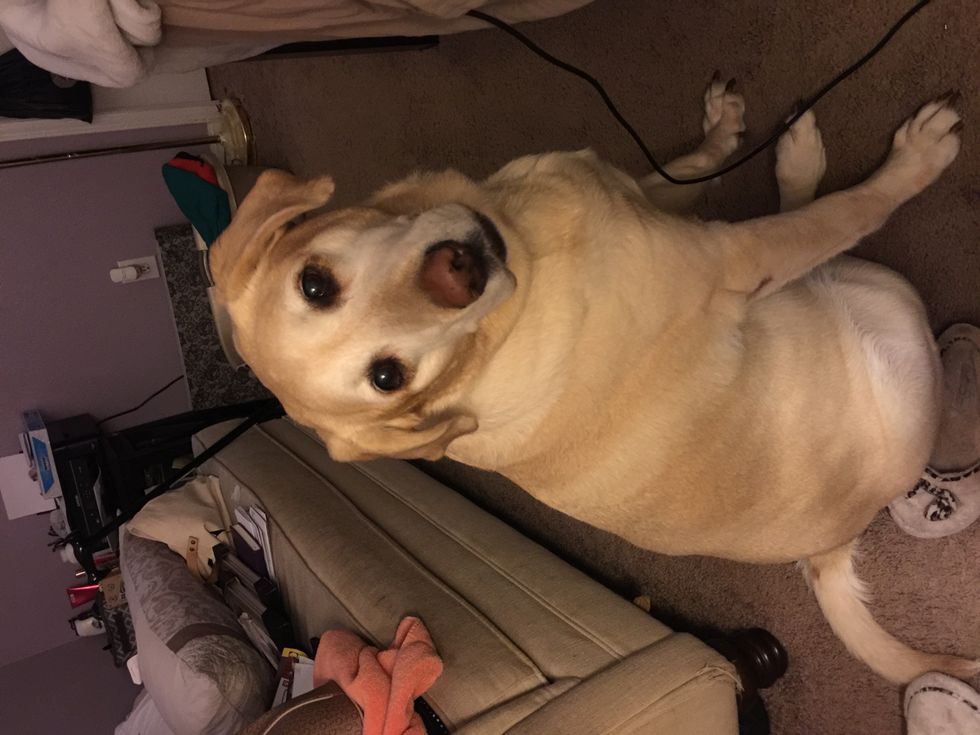 Meet My Dog, The Famous Chloe