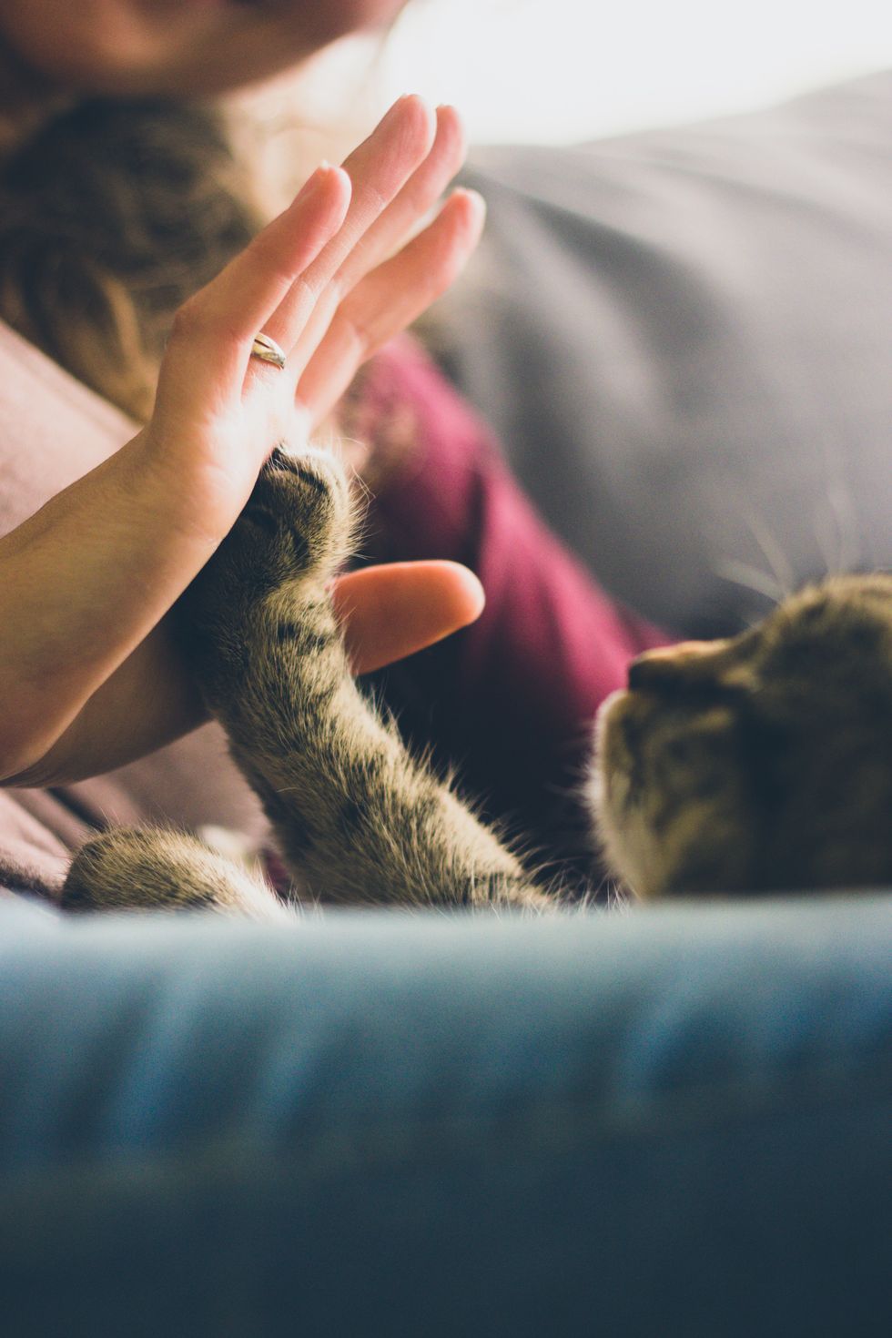5 Reasons Cats Are Better Than Humans