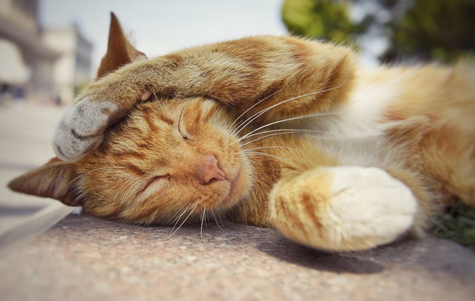 Animal Rights: What Are They And How Can We Help?