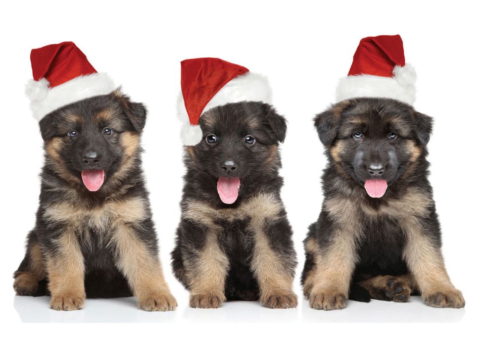 20 Christmas Puppies to Fill Your Holiday With Cheer