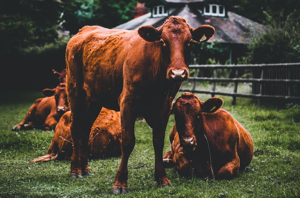 How Smart Is The Farm Animal You Are Eating This Holiday Season?