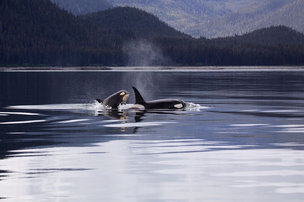 Is SeaWorld Breeding Orcas Again?