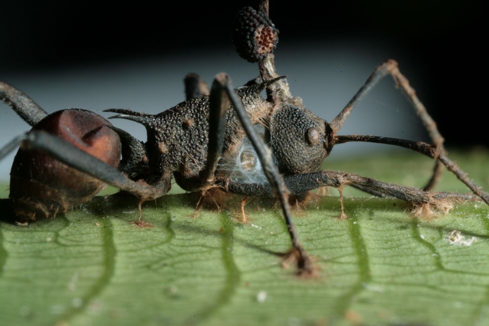 The Fungus That Makes The Dead Alive Again: Zombie Ant Fungi