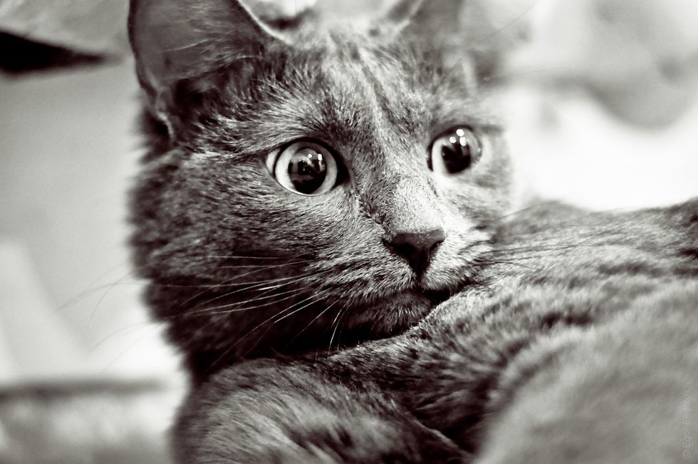 7 Cats That Purr-fectly Sum Up The Worst New Year's Resolutions