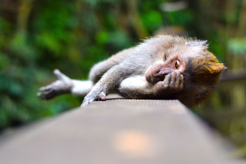10 New Years Resolutions So Easy A Monkey Can Do Them This Year
