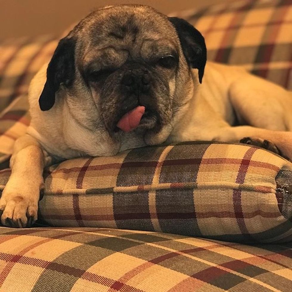 8 Signs You're A Crazy Pug Owner
